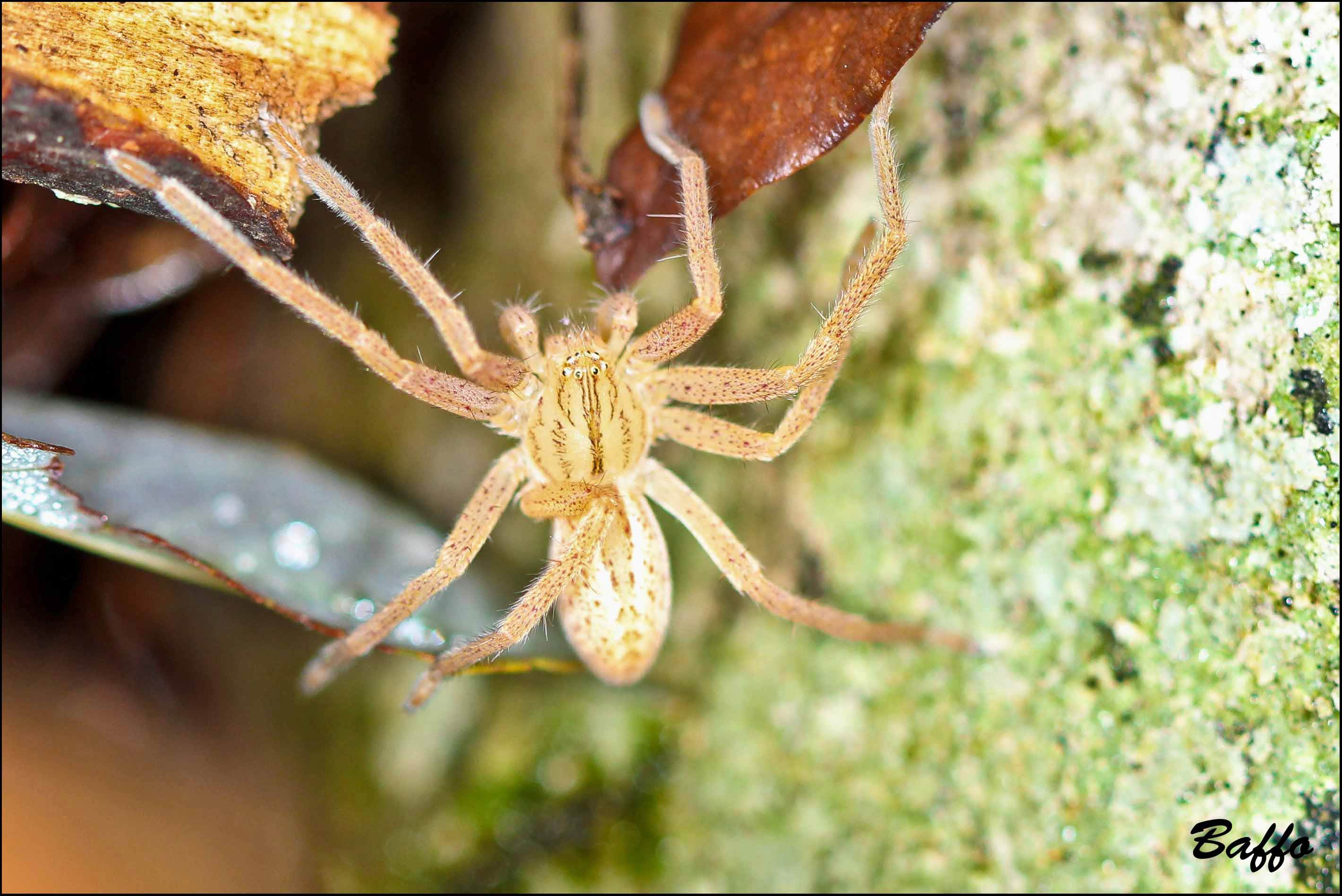 Micrommata virescens